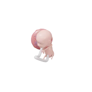 Le bébé à 12 SA, en 3D