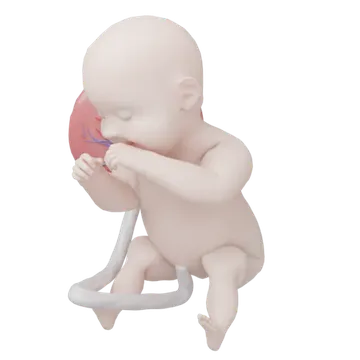 Le bébé à 40 SA, en 3D